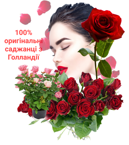 Заголовок