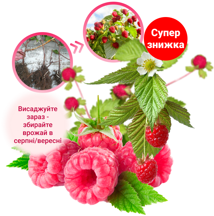 Заголовок