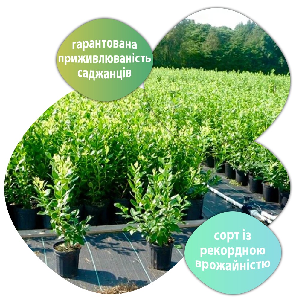 Заголовок