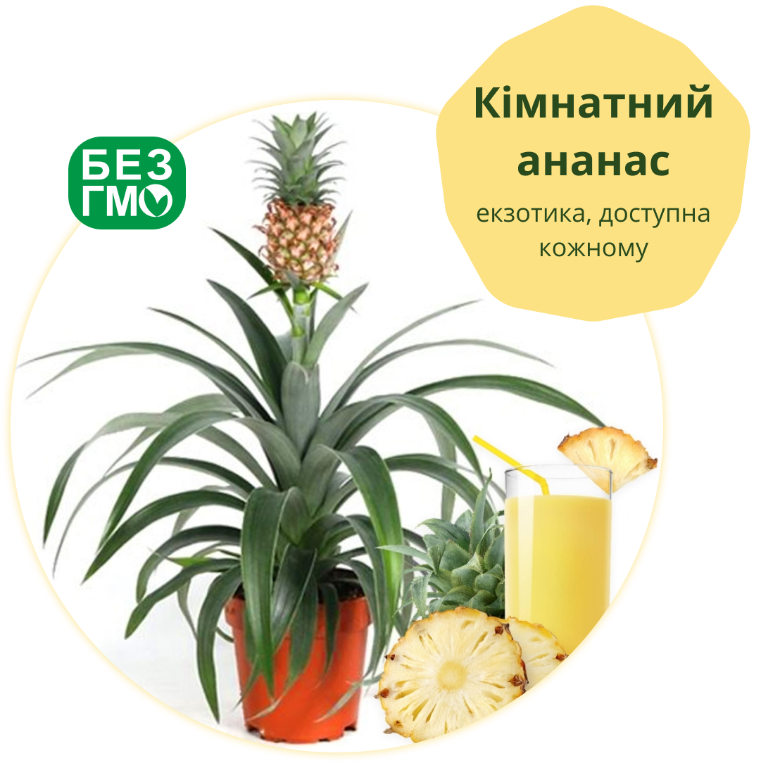 Заголовок