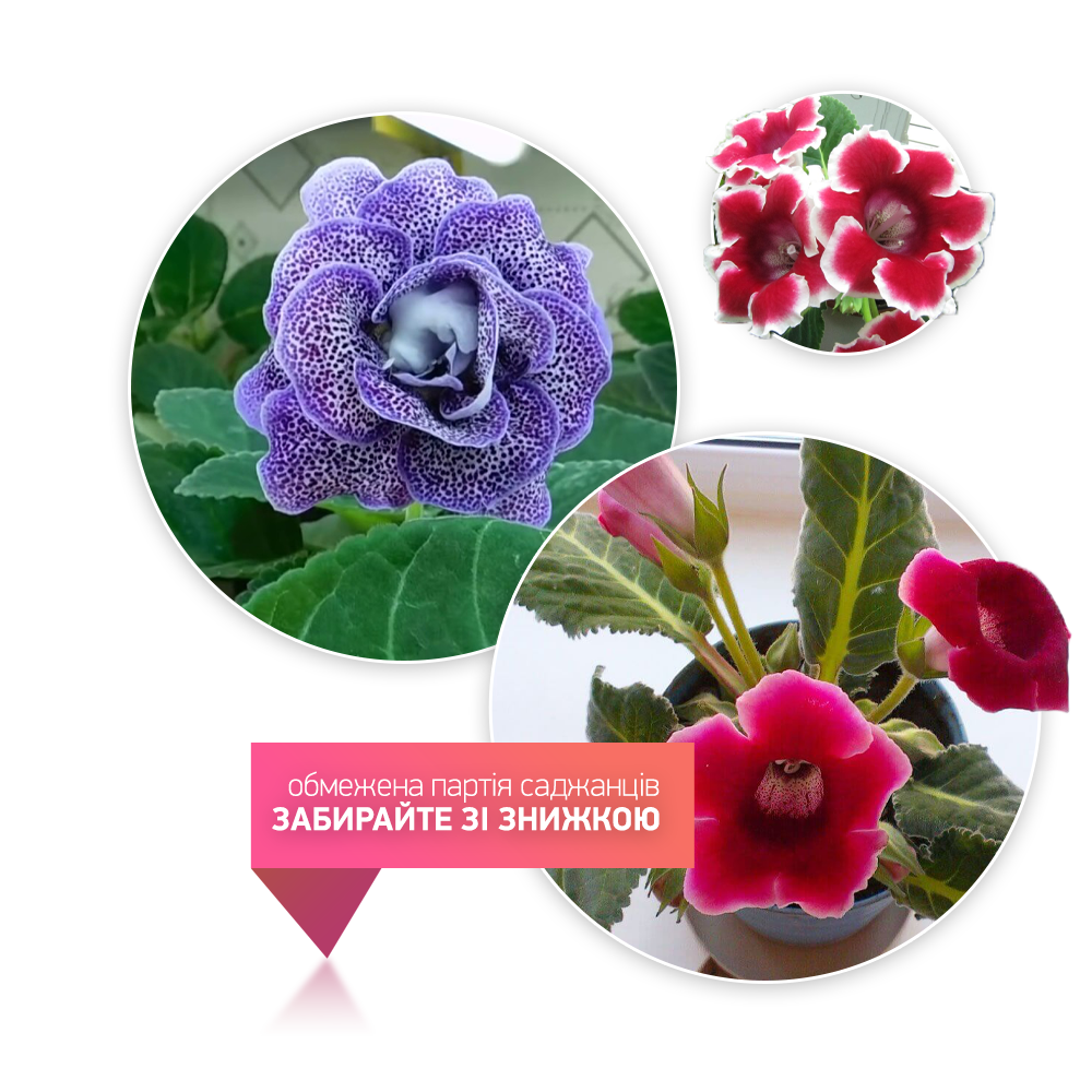 Заголовок