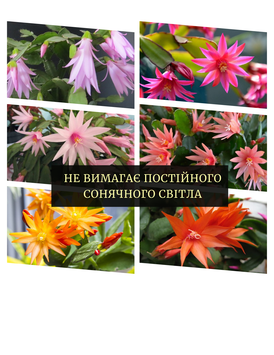 Заголовок